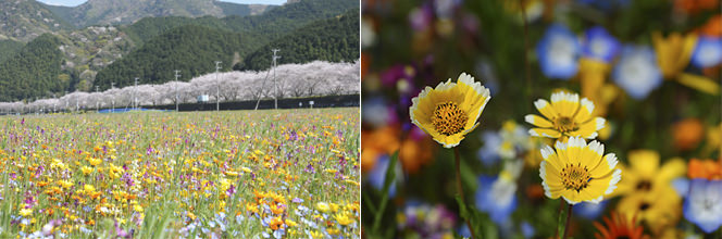 松崎の花畑